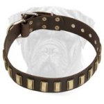 Superb Leather Walking Bullmastiff Collar with Shiny Plates