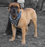 Bullmastiff Spiked Leather Dog Harness