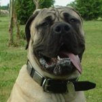 Bullmastiff Handcrafted Leather Dog Collar-Custom Dog Collar