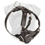 Classic Leather Dog Harness for Bullmastiff Breed Walking