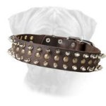 Decorated Leather Bullmastiff Collar Perfect Look