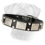 Decorated Leather Dog Collar for Bullmastiff