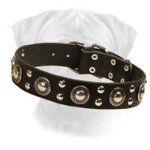 Unbelievable Leather Bullmastiff Collar "Silver Knights"