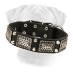 Leather Bullmastiff Collar with Old Nickel Plates and Pyramids