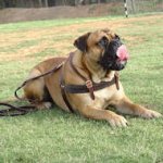 Bullmastiff Tracking/Pulling/Agitation Leather Dog Harness