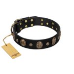 Pirate's Spell' FDT Artisan Black Leather Bullmastiff Collar with Engraved Studs and Medallions