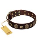 "Captain Hook" FDT Artisan Brown Leather Bullmastiff Collar with Stars and Skulls