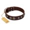 "Choco Brownie" FDT Artisan Brown Leather Bullmastiff Collar Adorned with Silver-Like Conchos