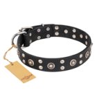 "Refined Essence" FDT Artisan Black Leather Bullmastiff Collar with Silvery Studs