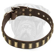 Superb Leather Walking Bullmastiff Collar with Shiny Plates  Superb Leather Walking Bullmastiff Collar with Shiny Plates