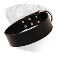 Gorgeous Wide Leather Walking Dog Collar for Bullmastiffs
