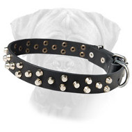 Bullmastiff Leather Collar with Rustproof Studs
