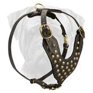 Designer Brass Studded Leather Dog Harness for Bullmastiffs