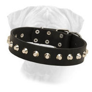 Leather Bullmastiff Collar Mighty King with Nickel Pyramids