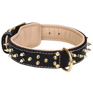 Fabulous Leather Dog Collar with Shiny Brass Plated Spikes for Bullmastiff Fabulous Leather Dog Collar with Shiny Brass Plated Spikes for Bullmastiff