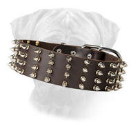 Wide Leather Spiked Bullmastiff Collar Top Paw Style Wide Leather Spiked Bullmastiff Collar Top Paw Style