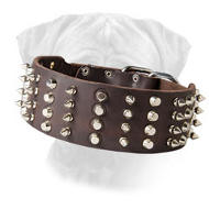 Extra Wide Leather Studded Bullmastiff Collar Cool Novelty Extra Wide Leather Studded Bullmastiff Collar Cool Novelty