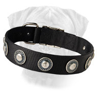 Nylon Bullmastiff Collar with Silvery Conchos