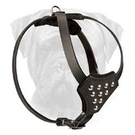 Studded Leather Bullmastiff Puppy Harness for Stylish Walking