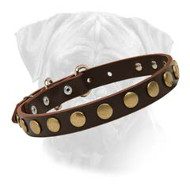 Special Bullmastiff Dog Leather Collar With Brass Circles