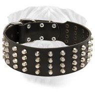 Wide Studded Leather Dog Collar for Bullmastiff