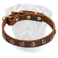 Fancy Studded Leather Dog Collar for Bullmastiff Puppy