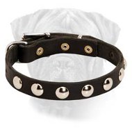 Trend-Perfect Leather Puppy Collar with Nickel Half-Ball Studs for your Bullmastiff