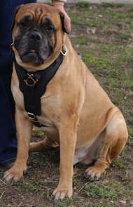 Bullmastiff dog harness