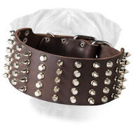 3 inch Spiked and Studded BullMastiff collar 3 inch Spiked and Studded BullMastiff collar
