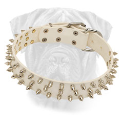Leather Spiked Collar for Bullmastiff in White Color Leather Spiked Collar for Bullmastiff in White Color
