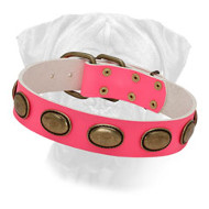 Must-have Vintage Pink Leather Bullmastiff Collar for Walking in Style Must-have Vintage Pink Leather Bullmastiff Collar for Walking in Style