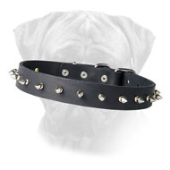 Dog Collar with Shining Nickel Spikes for Bullmastiff Dog Collar with Shining Nickel Spikes for Bullmastiff