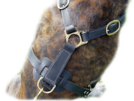 Ultimate Tracking Harness for BullMastiff