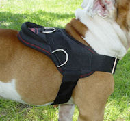 Looking for Big Dog Freedom Harness for Bullmastiff