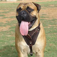 Bullmastiff Agitation/Protection Large Leather Dog Harness Bullmastiff Agitation/Protection Large Leather Dog Harness