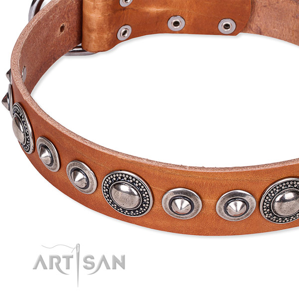 Comfy wearing adorned dog collar of reliable full grain natural leather