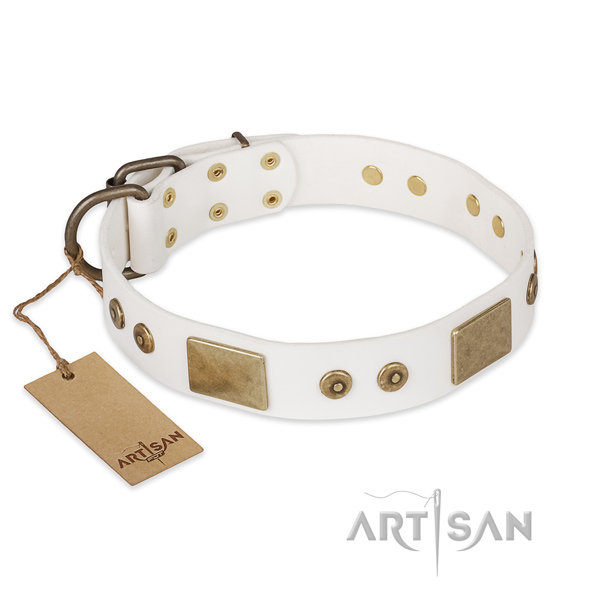 Unique leather dog collar for everyday walking