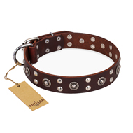 "Pirate Treasure" FDT Artisan Exciting Brown Leather Bullmastiff Collar with Studs
