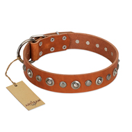 "Gorgeous Roundie" FDT Artisan Tan Leather Bullmastiff Collar with Chrome-plated Circles "Gorgeous Roundie" FDT Artisan Tan Leather Bullmastiff Collar with Chrome-plated Circles