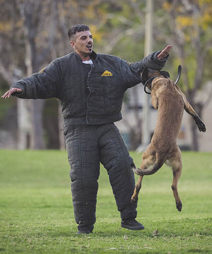 bullmastiff  black dog bite suit