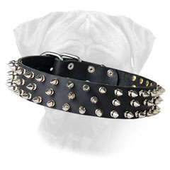 Black Leather Spiked dog Collar for Bullmastiff