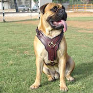 leather dog harness for bullmastiff- brown