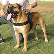 nylon harness for bullmastiff