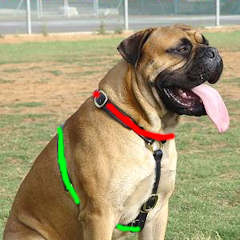 bullmastiff dog harnesses size