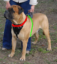 bullmastiff dog harness