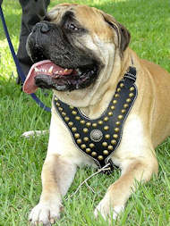 Royal Dog Harness - Exclusive Design Studded Leather Harness  Royal Dog Harness - Exclusive Design Studded Leather Harness
