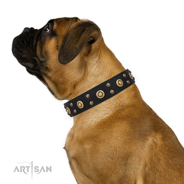 Comfy wearing dog collar with significant decorations