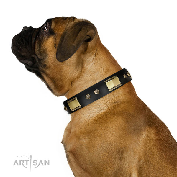 Everyday walking dog collar of natural leather with impressive studs