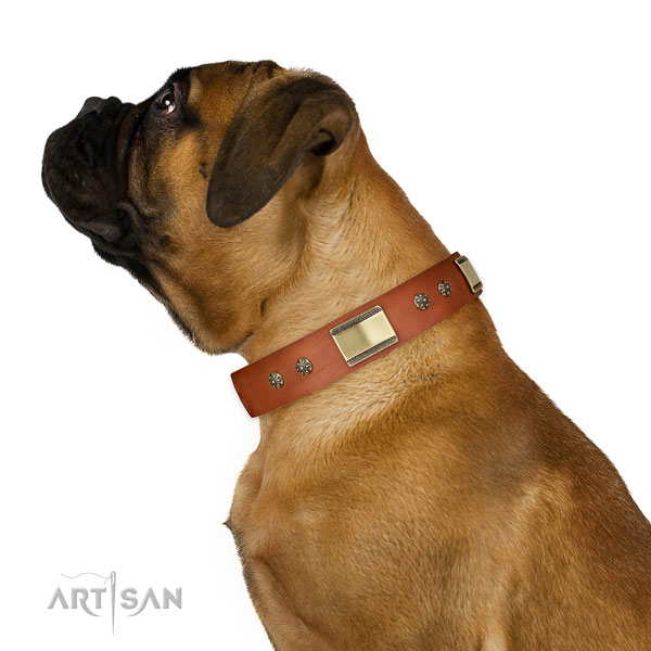 Fancy walking dog collar of genuine leather with amazing embellishments