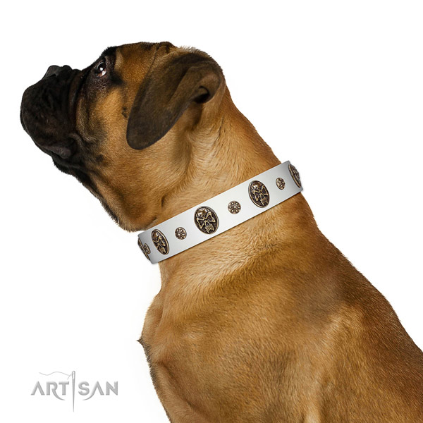 Daily use dog collar of leather with impressive studs